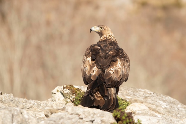 Águila dorada macho adulto en una zona montañosa de robles y rocas con las primeras luces