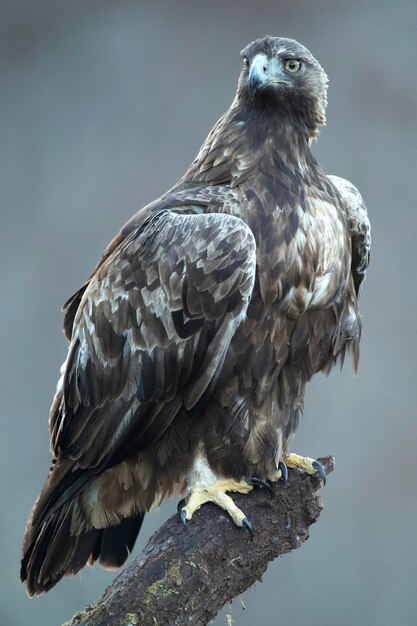 Águila dorada macho en un paisaje montañoso con bosque de haya y roble euro-siberiano en la primera luz