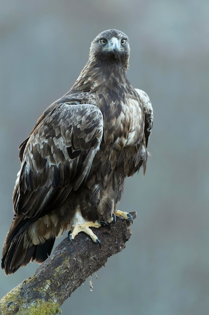 Águila dorada macho en un paisaje montañoso con bosque de haya y roble euro-siberiano en la primera luz