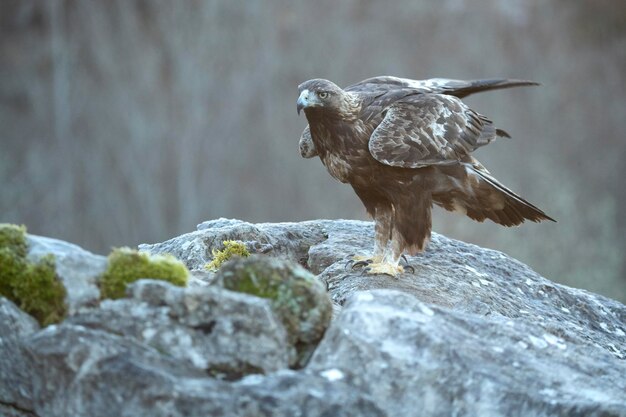 Águila dorada macho en una zona montañosa con un bosque de haya y roble con la primera luz del amanecer