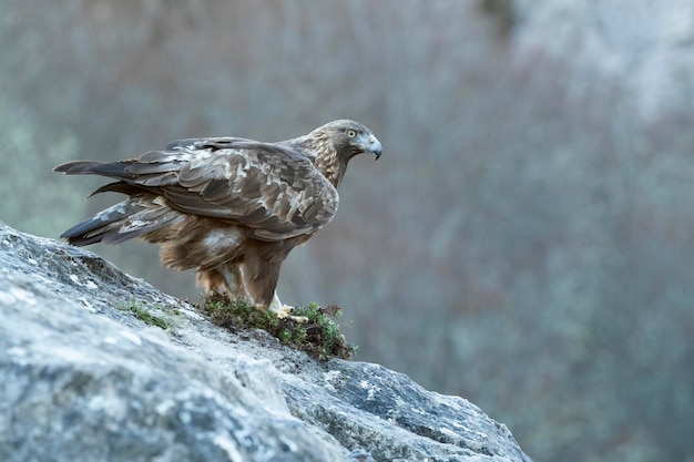 Águila dorada macho en una zona montañosa con un bosque de haya y roble con la primera luz del amanecer