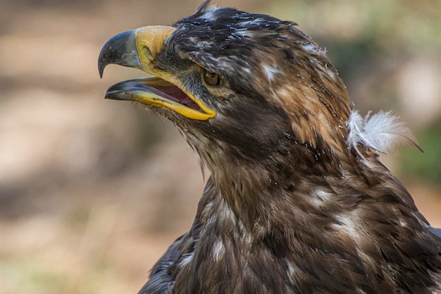 Águila dorada mirando a su alrededor. Una majestuosa águila real contempla su entorno desde su lugar entre la vegetación.