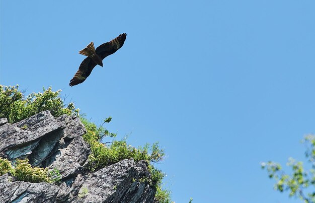 Águila de estepa silueta volando bajo el sol brillante y cielo nublado en verano.