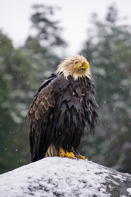 Águila grande y vieja sentada en una roca cubierta de nieve