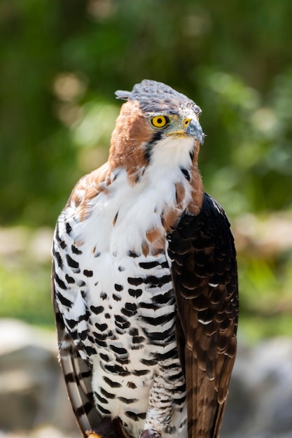 Águila halcón adornada Spizaetus ornatus