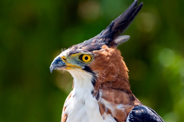 Águila halcón adornada Spizaetus ornatus