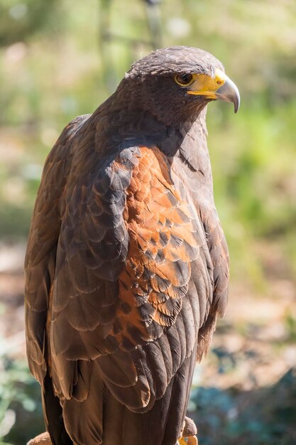 Águila de Harris en el parque natural de Cazorla Jaén España