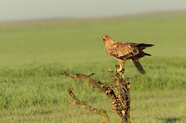 Águila Imperial española hembra de dos años en su atalaya favorita en las primeras luces de la mañana en un frío día de invierno