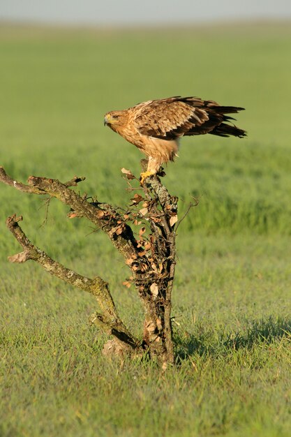 Águila imperial española hembra de dos años en su mirador favorito con las primeras luces del amanecer en un frío día de invierno