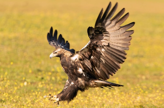 Águila imperial española macho de cinco años volando en su territorio con las primeras luces del día