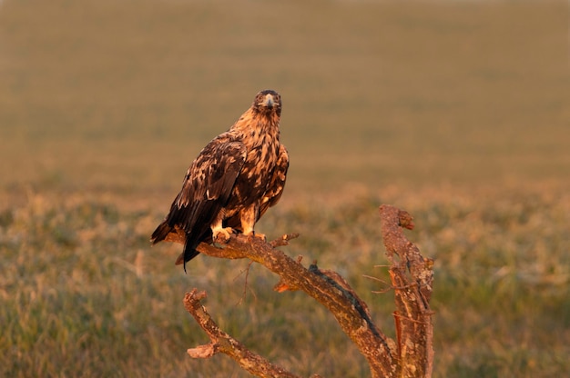 Águila imperial española macho de cuatro años con las primeras luces del amanecer