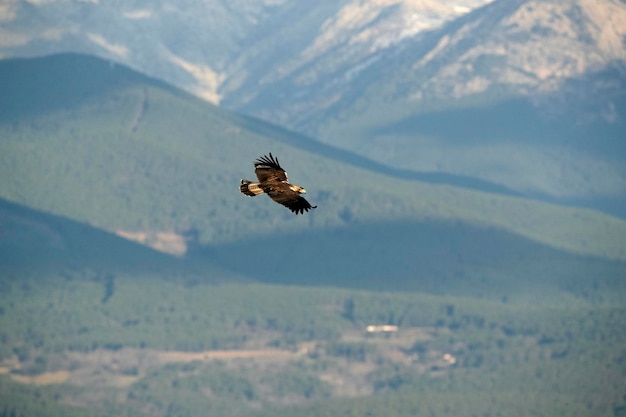 Águila imperial española macho en su mirador favorito en su territorio con las primeras luces