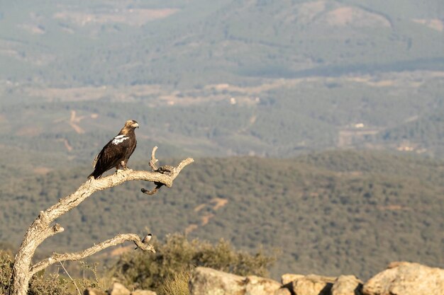 Águila imperial española macho en su mirador favorito en su territorio con las primeras luces