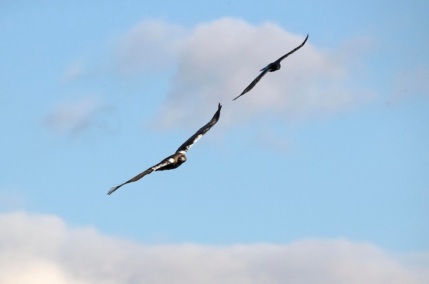 Águila imperial española macho volando con un cuervo común en una zona montañosa mediterránea