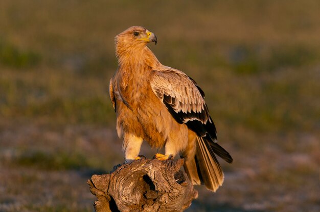 Águila imperial española en las primeras luces del amanecer en un frío día de invierno