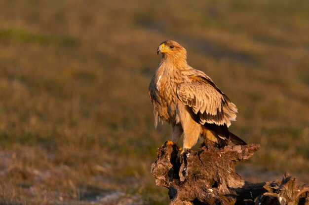 Águila imperial española en las primeras luces del amanecer en un frío día de invierno