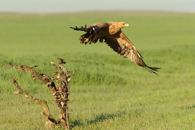 Águila imperial española con los primeros rayos del amanecer en un frío día de invierno