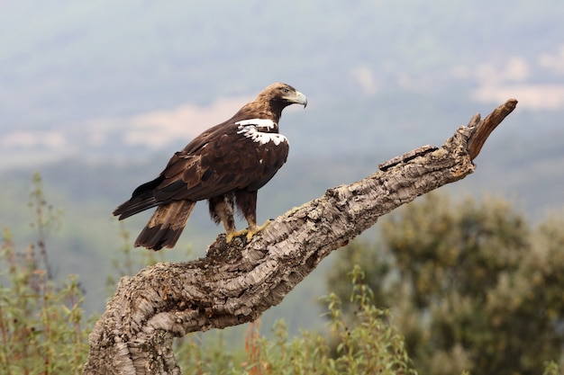 Águila imperial española