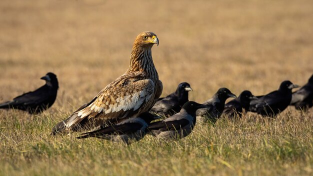 Águila imperial oriental con bandada de cuervos en campo