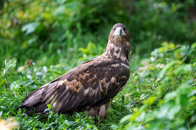 Águila imperial oriental en día de verano