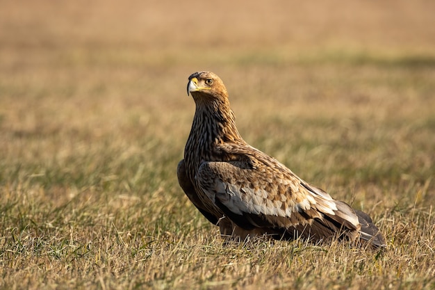 Águila imperial oriental sentada en el suelo en la naturaleza otoñal