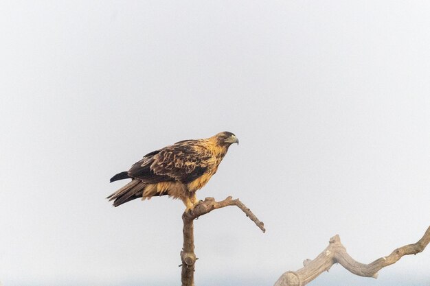 Águila imperial volando Aquila heliaca Toledo España