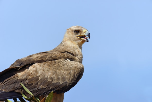 Águila leonada contra el cielo azul