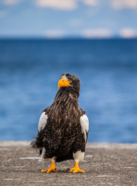 Águila de mar de Steller en la naturaleza