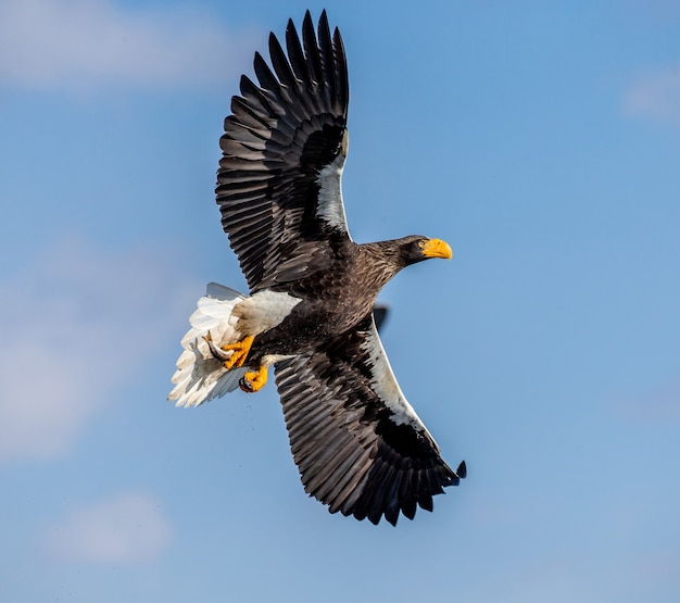 Águila de mar de Steller en la naturaleza