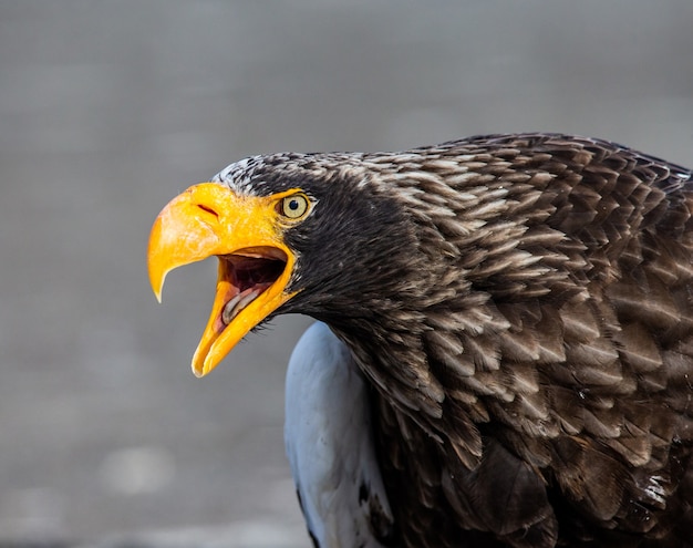 Águila de mar de Steller en la naturaleza