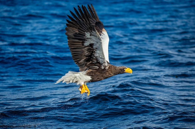 Águila de mar de Steller en vuelo