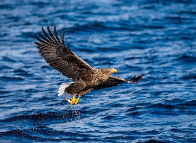 Águila de mar de Steller en vuelo