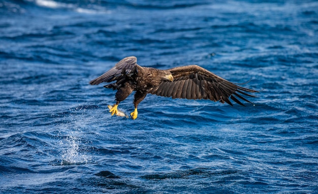 Águila de mar de Steller en vuelo