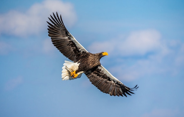 Águila de mar de Steller en vuelo