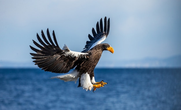 Águila de mar de Steller en vuelo