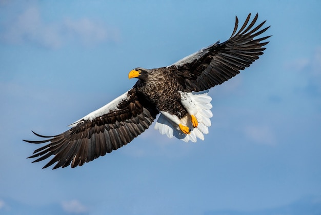 Águila de mar de Steller en vuelo