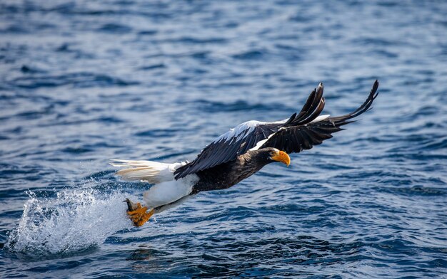 Águila de mar de Steller en vuelo