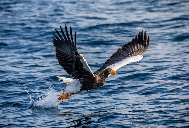 Águila de mar de Steller en vuelo