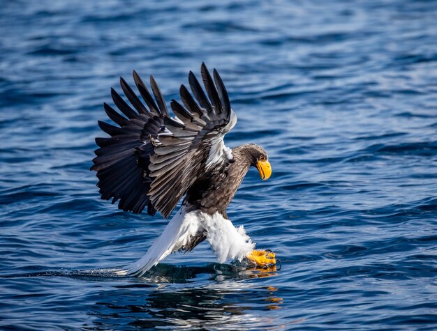 Águila de mar de Steller en vuelo