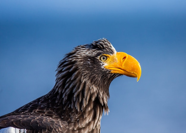 Águila de mar de Steller en vuelo