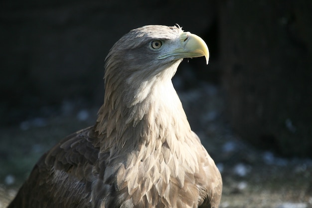 Águila mirando hacia un lado