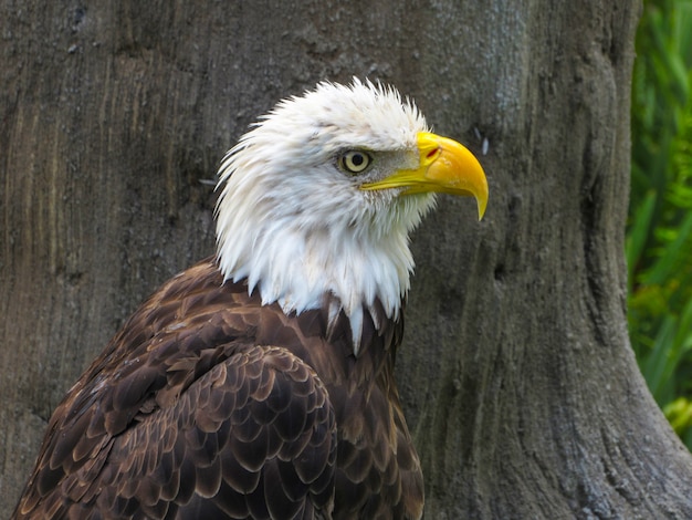 Águila en la naturaleza