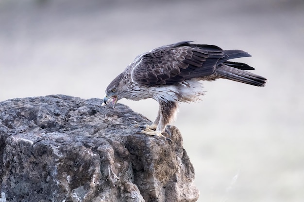 Águila perdicera Aquila fasciata posado sobre una roca