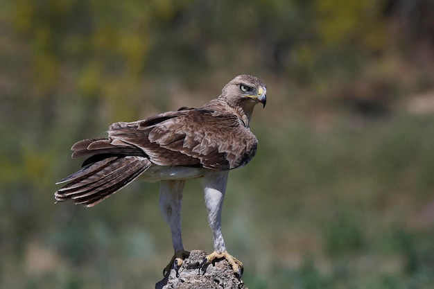 Águila perdicera Aquila fasciata