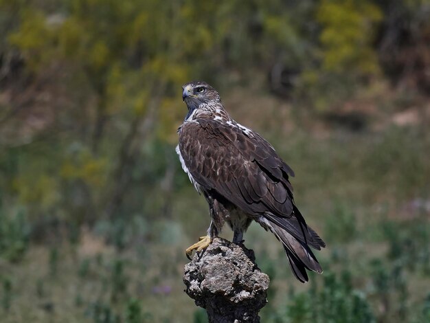 Águila perdicera Aquila fasciata