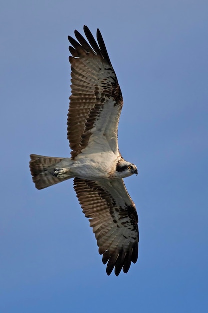 Águila pescadora Pandion haliaetus