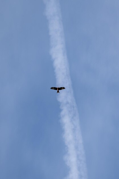 Águila en pleno vuelo con el rastro de un avión en un cielo despejado