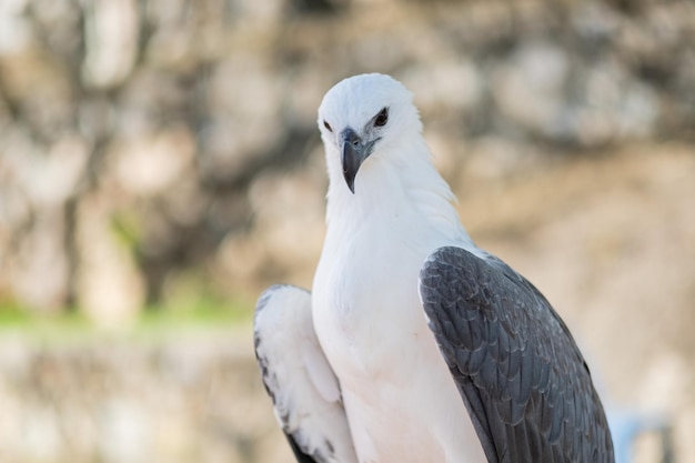 Águila de primer plano con fondo borroso