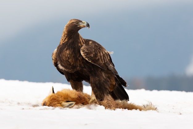 Águila real, aquila chrysaetos, de pie sobre la nieve junto a la presa en invierno