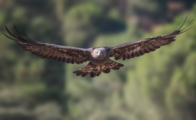 Águila real Aquila chrysaetos en Sierra Morena España